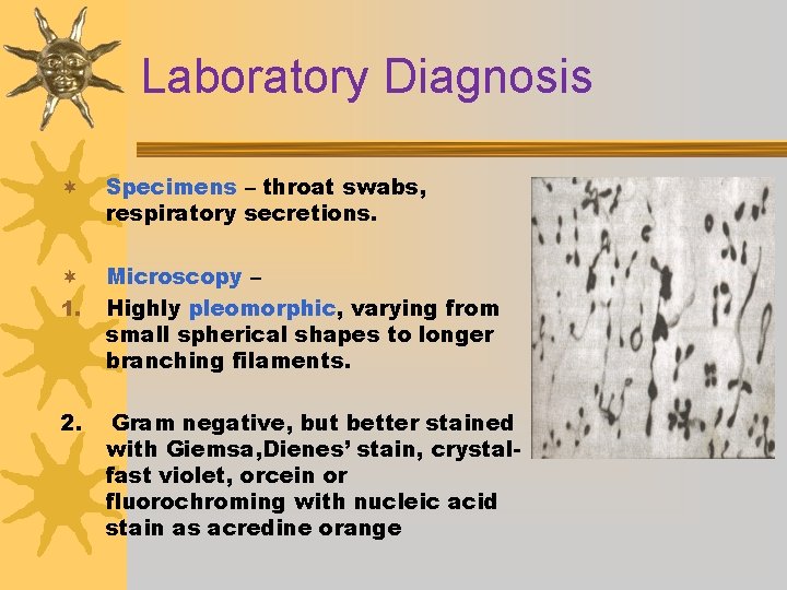 Laboratory Diagnosis ¬ Specimens – throat swabs, respiratory secretions. ¬ 1. Microscopy – Highly