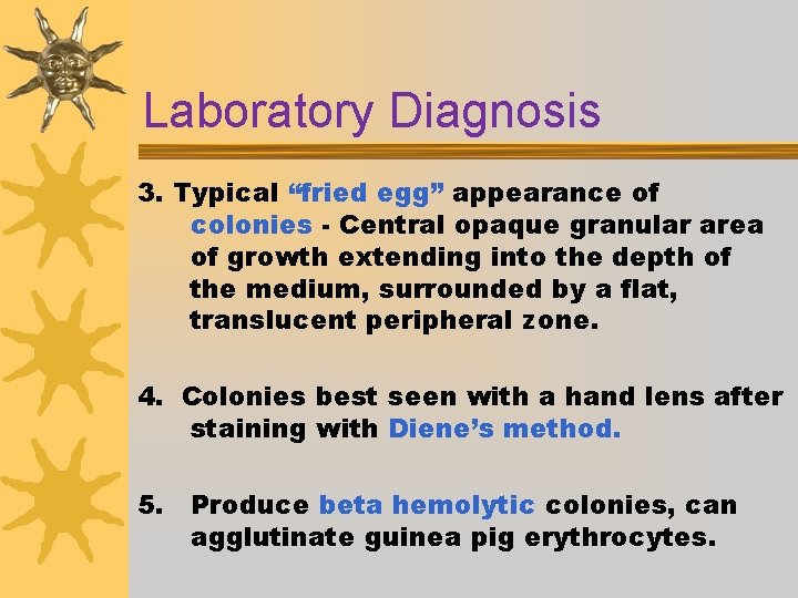 Laboratory Diagnosis 3. Typical “fried egg” appearance of colonies - Central opaque granular area