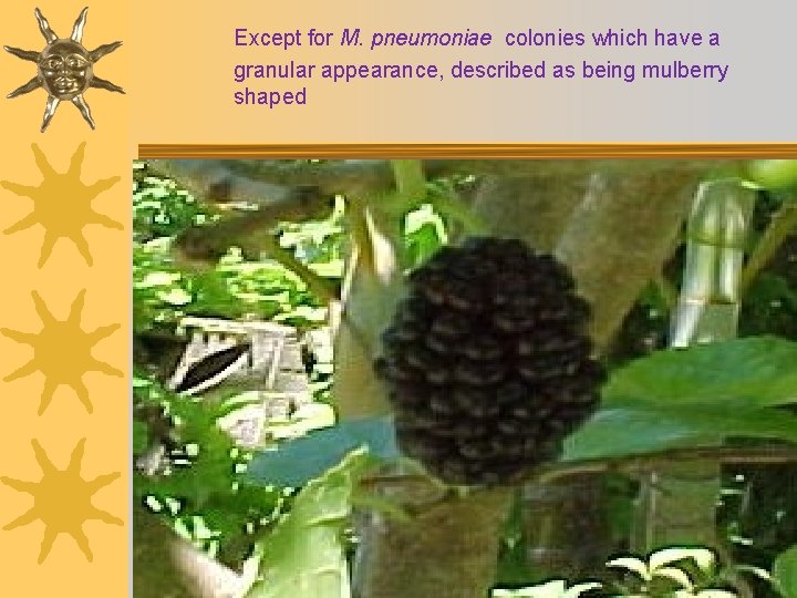 Except for M. pneumoniae colonies which have a granular appearance, described as being mulberry