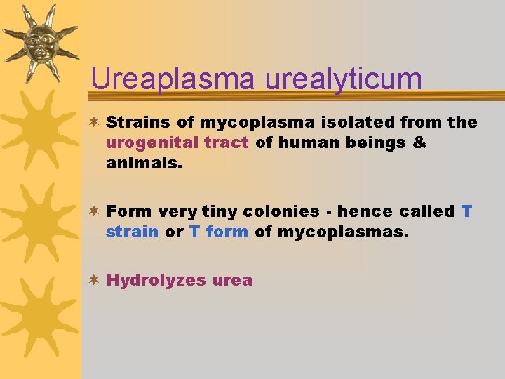 Ureaplasma urealyticum ¬ Strains of mycoplasma isolated from the urogenital tract of human beings