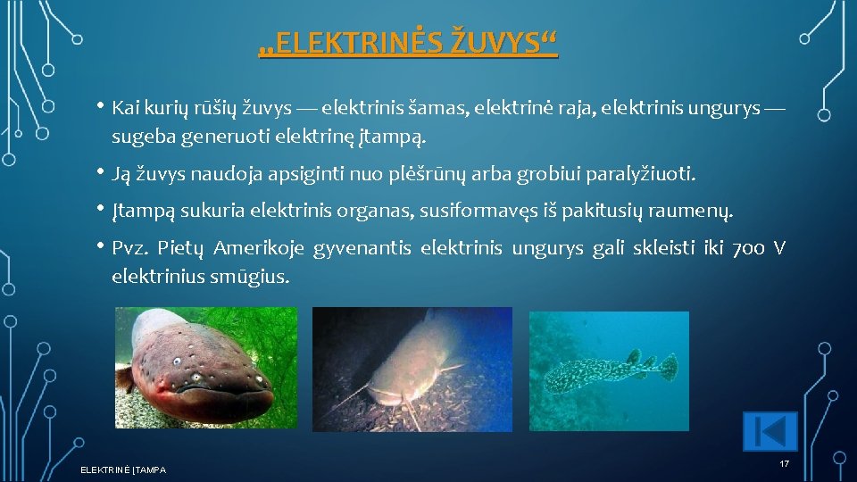 „ELEKTRINĖS ŽUVYS“ • Kai kurių rūšių žuvys — elektrinis šamas, elektrinė raja, elektrinis ungurys