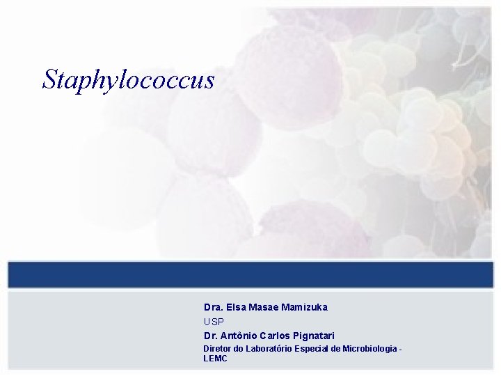 Staphylococcus Dra. Elsa Masae Mamizuka USP Dr. Antônio Carlos Pignatari Diretor do Laboratório Especial