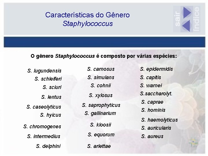 Características do Gênero Staphylococcus O gênero Staphylococcus é composto por várias espécies: S. lugundensis