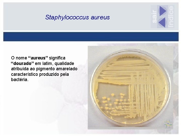 Staphylococcus aureus O nome “aureus” significa “dourado” em latim, qualidade atribuída ao pigmento amarelado