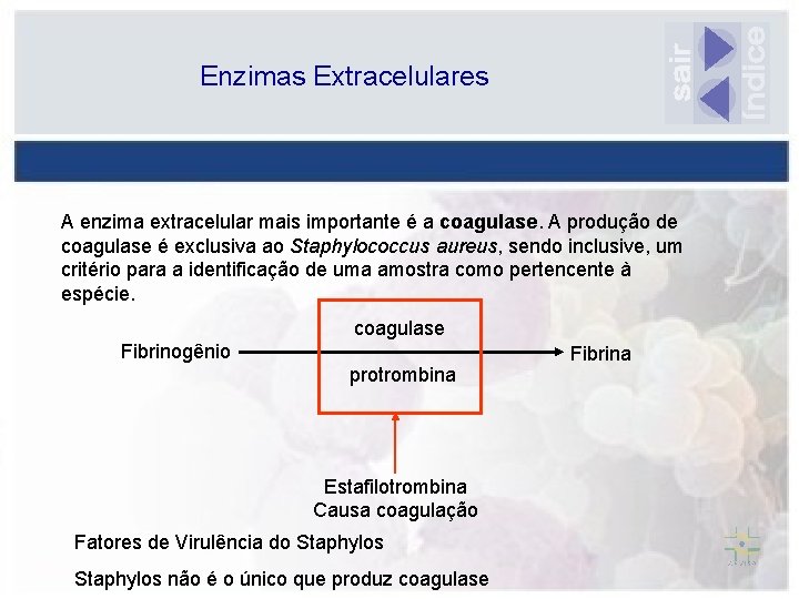 Enzimas Extracelulares A enzima extracelular mais importante é a coagulase. A produção de coagulase
