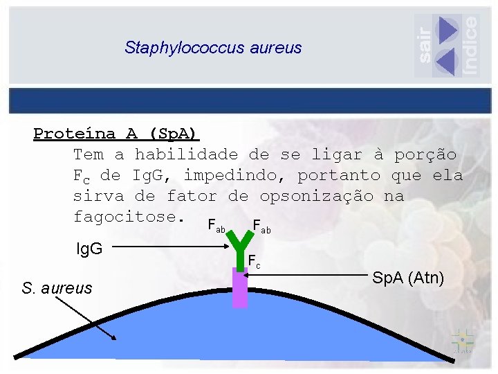 Staphylococcus aureus Proteína A (Sp. A) Tem a habilidade de se ligar à porção
