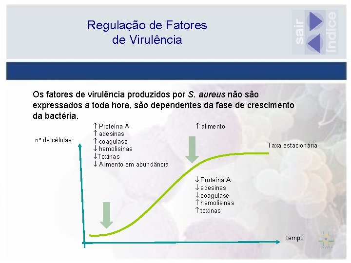 Regulação de Fatores de Virulência Os fatores de virulência produzidos por S. aureus não
