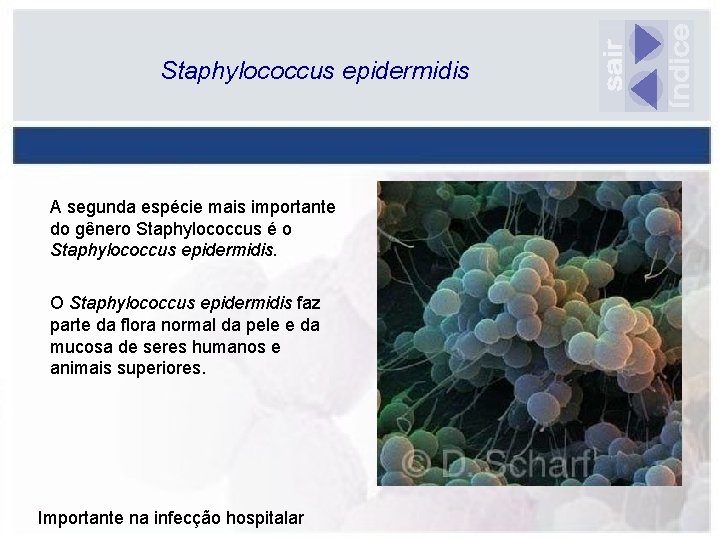 Staphylococcus epidermidis A segunda espécie mais importante do gênero Staphylococcus é o Staphylococcus epidermidis.