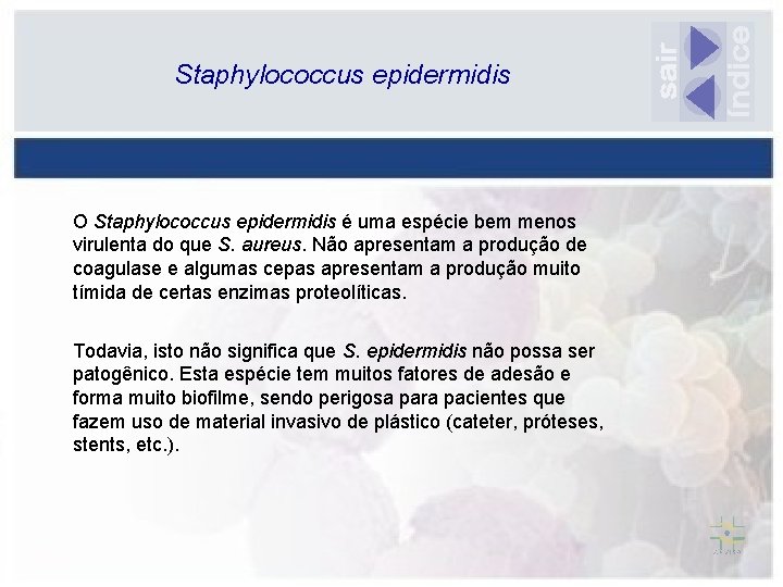 Staphylococcus epidermidis O Staphylococcus epidermidis é uma espécie bem menos virulenta do que S.