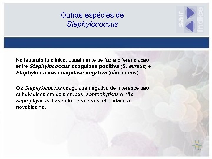 Outras espécies de Staphylococcus No laboratório clínico, usualmente se faz a diferenciação entre Staphylococcus