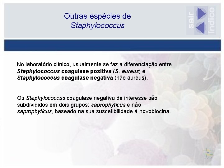 Outras espécies de Staphylococcus No laboratório clínico, usualmente se faz a diferenciação entre Staphylococcus