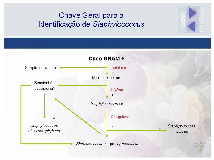 Chave Geral para a Identificação de Staphylococcus Coco GRAM + Streptococcaceae - Sensível à