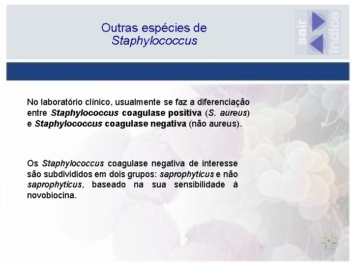 Outras espécies de Staphylococcus No laboratório clínico, usualmente se faz a diferenciação entre Staphylococcus
