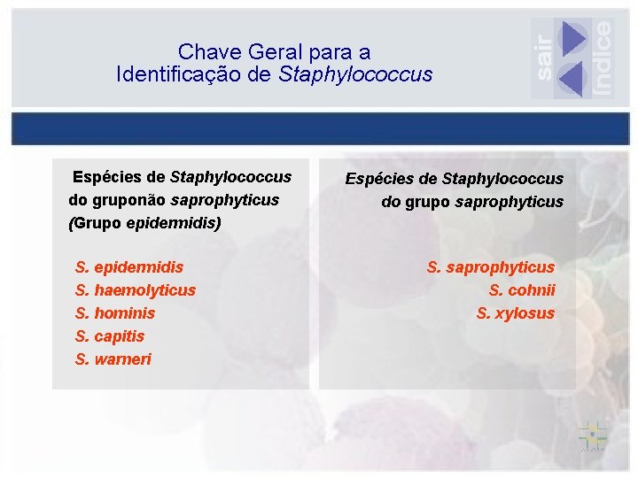 Chave Geral para a Identificação de Staphylococcus Espécies de Staphylococcus do gruponão saprophyticus (Grupo
