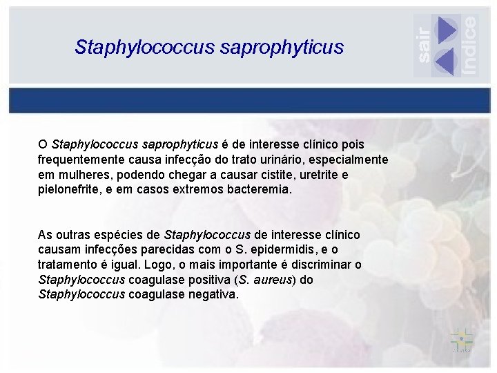 Staphylococcus saprophyticus O Staphylococcus saprophyticus é de interesse clínico pois frequentemente causa infecção do