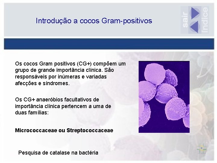 Introdução a cocos Gram-positivos Os cocos Gram positivos (CG+) compõem um grupo de grande