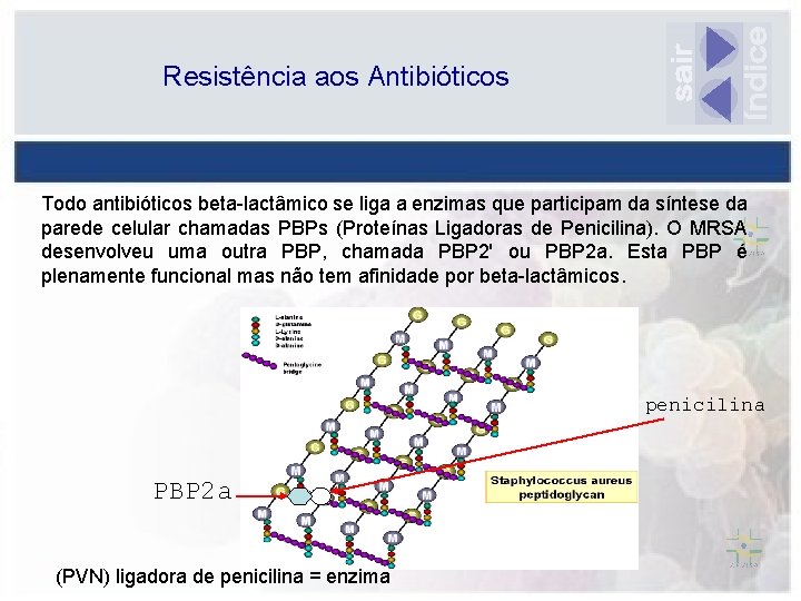 Resistência aos Antibióticos Todo antibióticos beta-lactâmico se liga a enzimas que participam da síntese