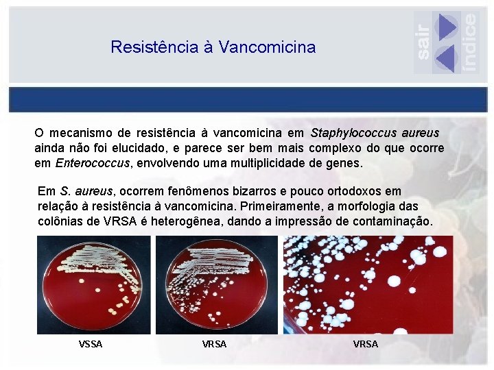 Resistência à Vancomicina O mecanismo de resistência à vancomicina em Staphylococcus aureus ainda não