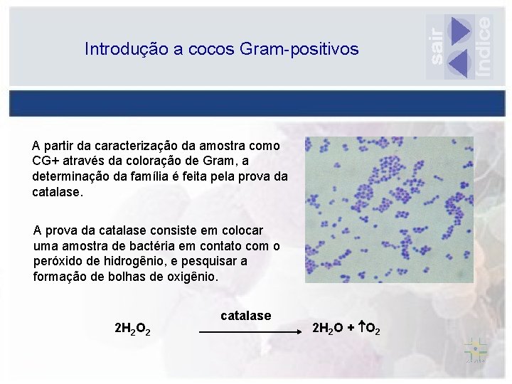 Introdução a cocos Gram-positivos A partir da caracterização da amostra como CG+ através da