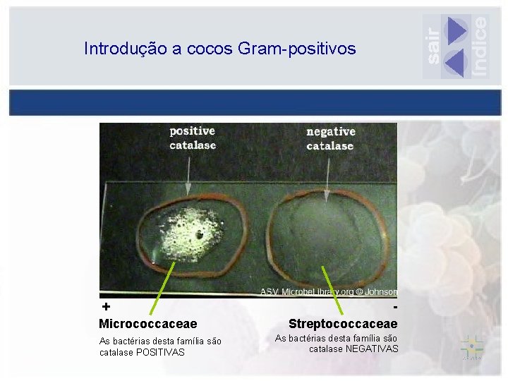 Introdução a cocos Gram-positivos + Micrococcaceae As bactérias desta família são catalase POSITIVAS Streptococcaceae