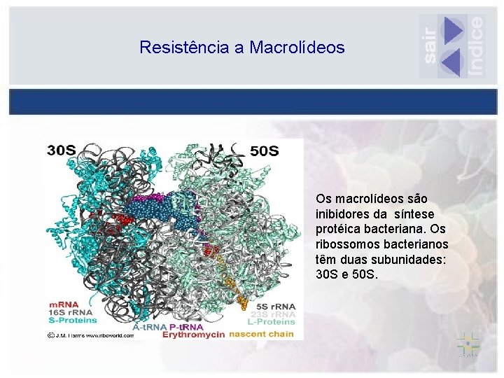 Resistência a Macrolídeos Os macrolídeos são inibidores da síntese protéica bacteriana. Os ribossomos bacterianos