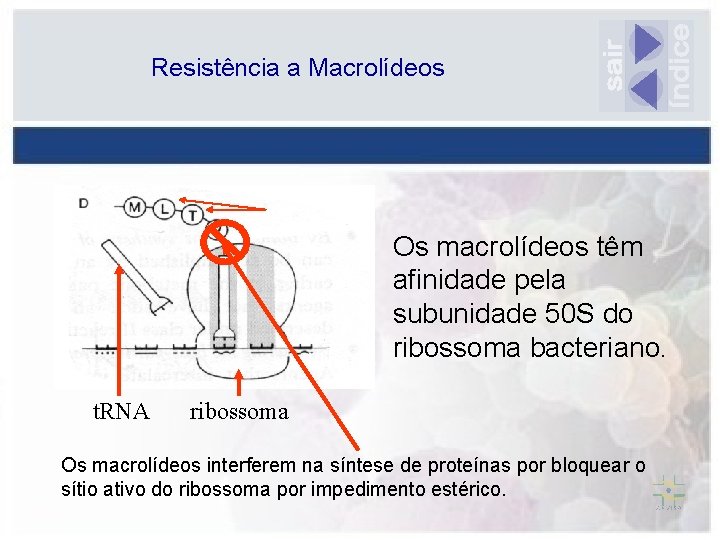 Resistência a Macrolídeos aa Os macrolídeos têm afinidade pela subunidade 50 S do m.