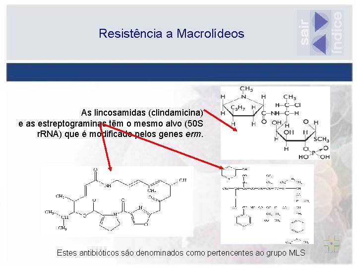 Resistência a Macrolídeos As lincosamidas (clindamicina) e as estreptograminas têm o mesmo alvo (50