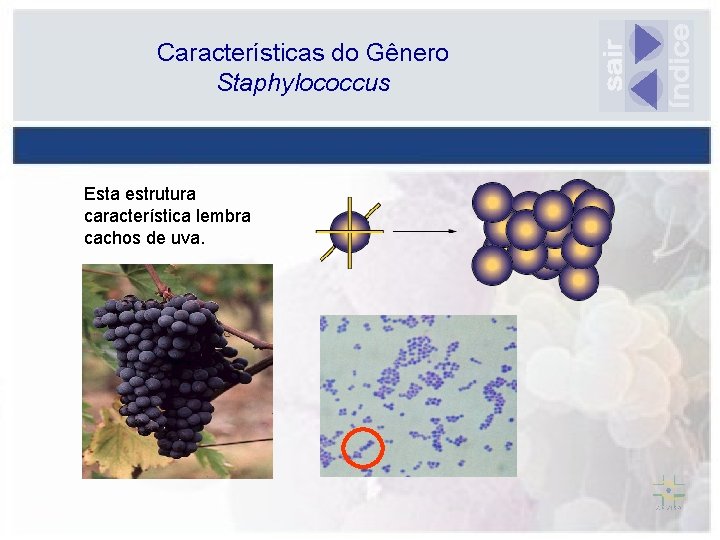 Características do Gênero Staphylococcus Esta estrutura característica lembra cachos de uva. 