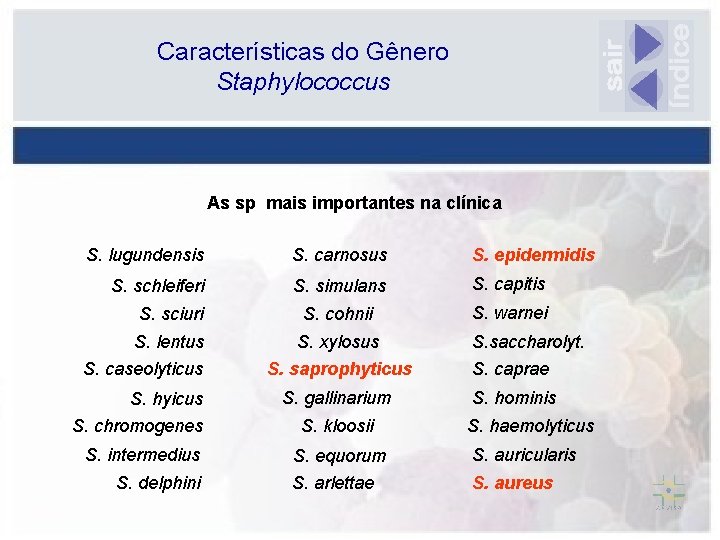 Características do Gênero Staphylococcus As sp mais importantes na clínica S. lugundensis S. carnosus