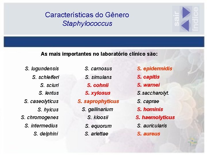 Características do Gênero Staphylococcus As mais importantes no laboratório clínico são: S. lugundensis S.