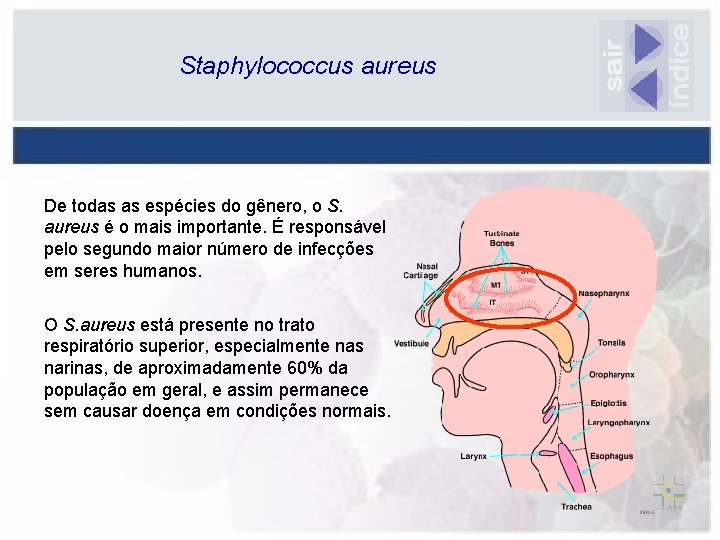 Staphylococcus aureus De todas as espécies do gênero, o S. aureus é o mais