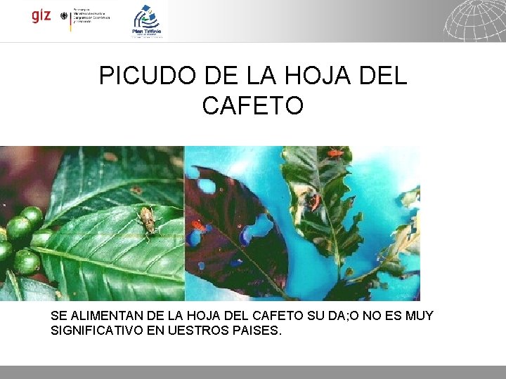 PICUDO DE LA HOJA DEL CAFETO SE ALIMENTAN DE LA HOJA DEL CAFETO SU