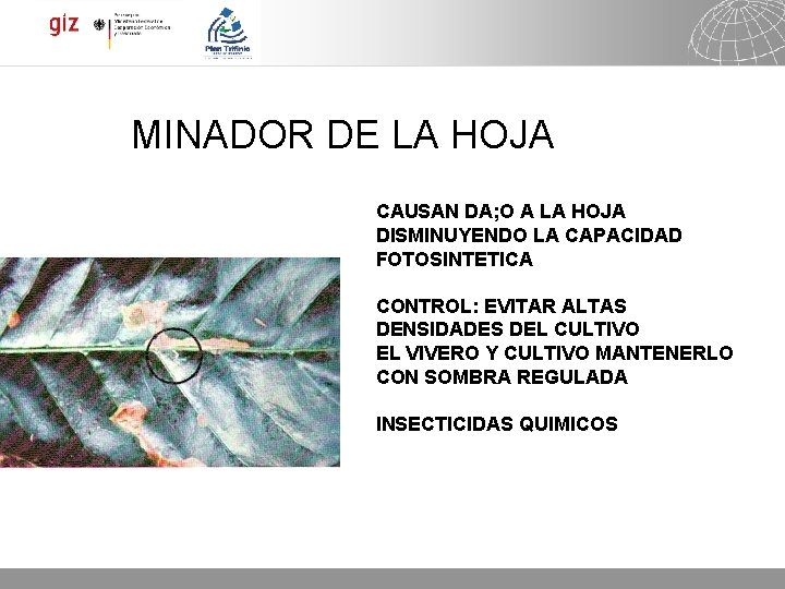 MINADOR DE LA HOJA CAUSAN DA; O A LA HOJA DISMINUYENDO LA CAPACIDAD FOTOSINTETICA