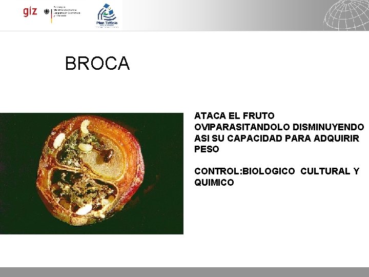 BROCA ATACA EL FRUTO OVIPARASITANDOLO DISMINUYENDO ASI SU CAPACIDAD PARA ADQUIRIR PESO CONTROL: BIOLOGICO