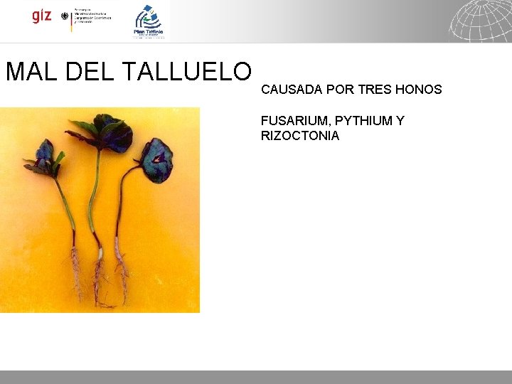 MAL DEL TALLUELO CAUSADA POR TRES HONOS FUSARIUM, PYTHIUM Y RIZOCTONIA 05. 11. 2020