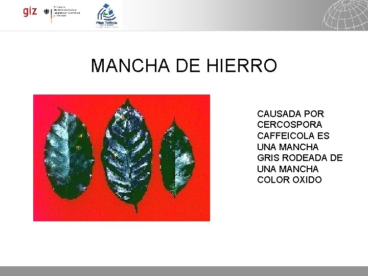 MANCHA DE HIERRO CAUSADA POR CERCOSPORA CAFFEICOLA ES UNA MANCHA GRIS RODEADA DE UNA