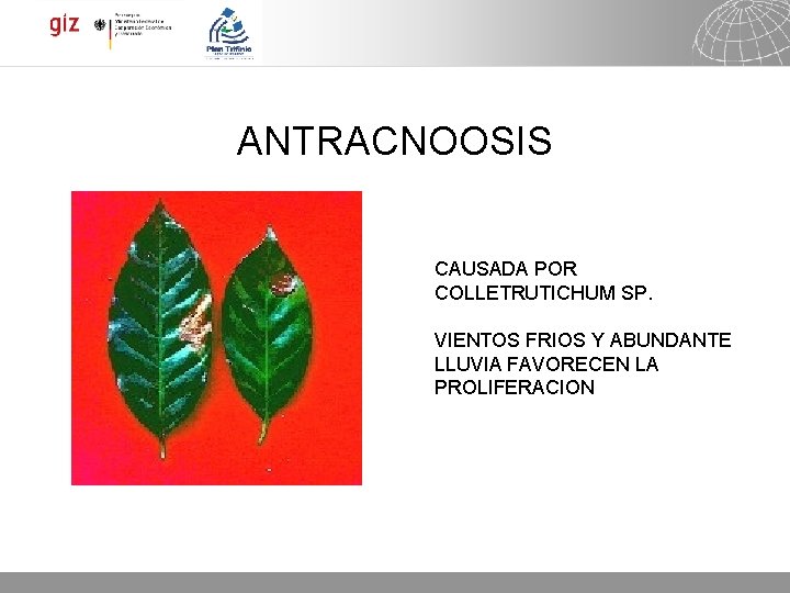 ANTRACNOOSIS CAUSADA POR COLLETRUTICHUM SP. VIENTOS FRIOS Y ABUNDANTE LLUVIA FAVORECEN LA PROLIFERACION 05.