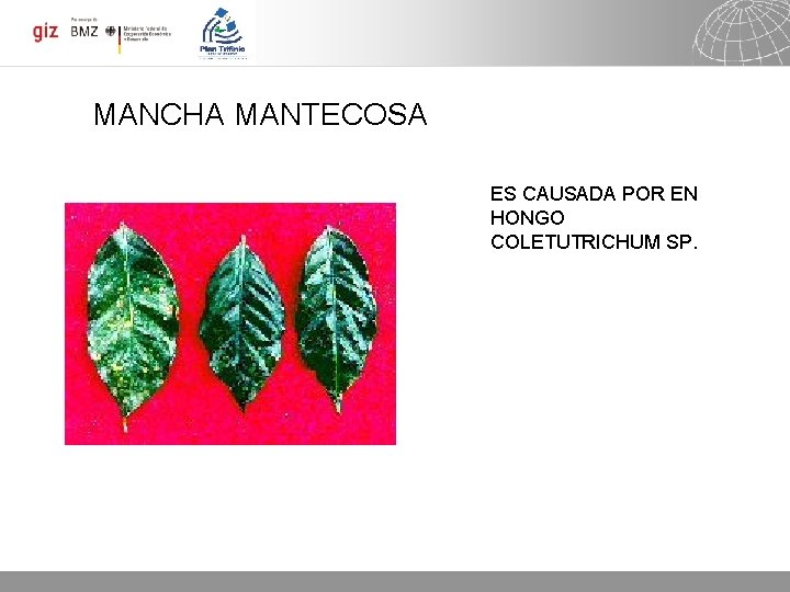 MANCHA MANTECOSA ES CAUSADA POR EN HONGO COLETUTRICHUM SP. 