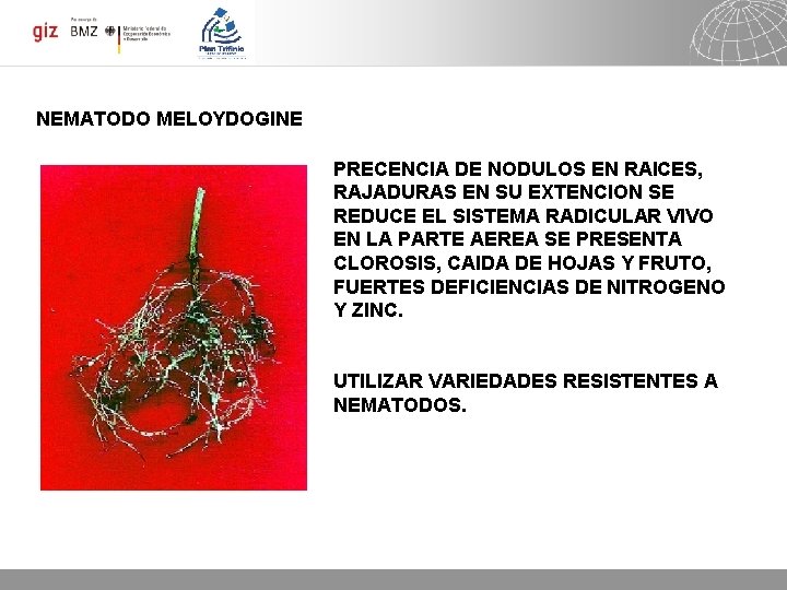 NEMATODO MELOYDOGINE PRECENCIA DE NODULOS EN RAICES, RAJADURAS EN SU EXTENCION SE REDUCE EL