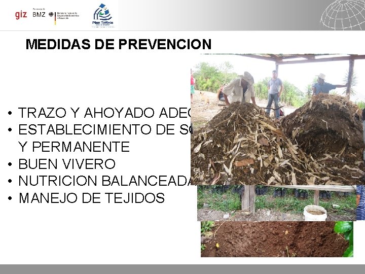 MEDIDAS DE PREVENCION • TRAZO Y AHOYADO ADECUADOS • ESTABLECIMIENTO DE SOMBRA TEMPORAL Y