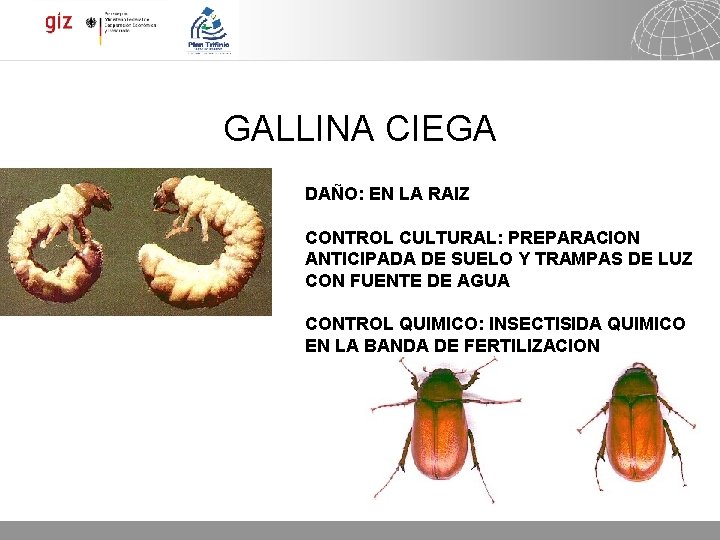 GALLINA CIEGA DAÑO: EN LA RAIZ CONTROL CULTURAL: PREPARACION ANTICIPADA DE SUELO Y TRAMPAS