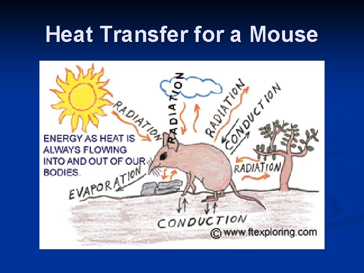 Heat Transfer for a Mouse 