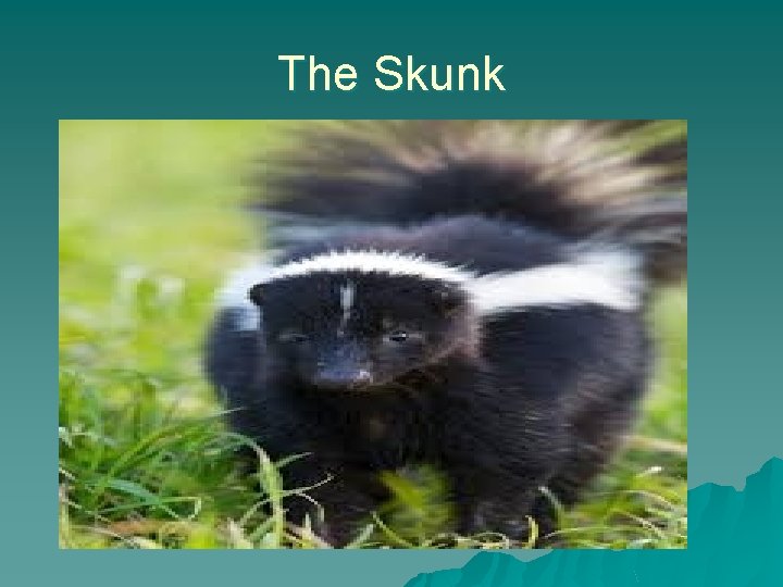 The Skunk 