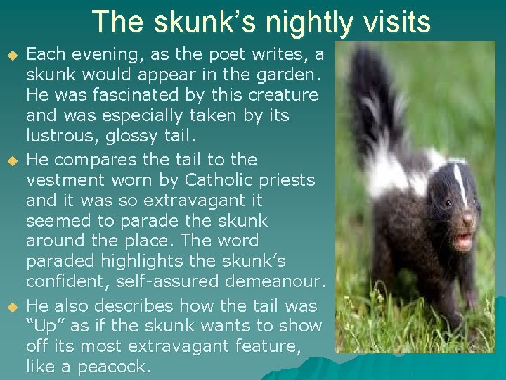 The skunk’s nightly visits u u u Each evening, as the poet writes, a