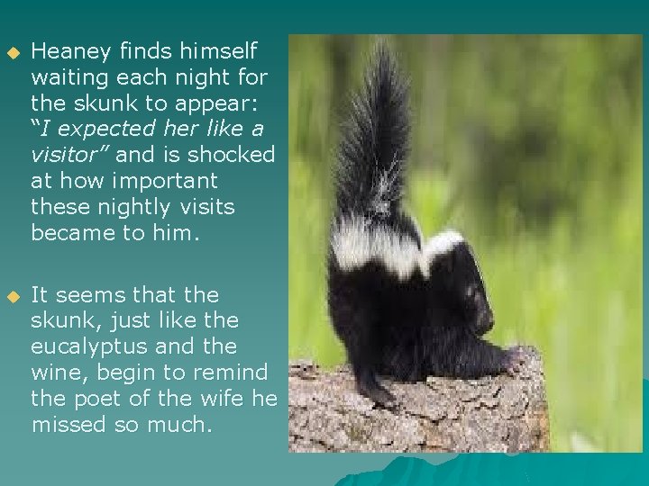 u Heaney finds himself waiting each night for the skunk to appear: “I expected