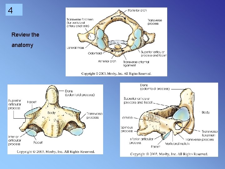 4 Review the anatomy 