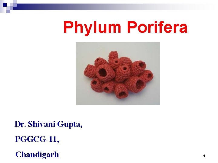 Phylum Porifera Dr. Shivani Gupta, PGGCG-11, Chandigarh 1 