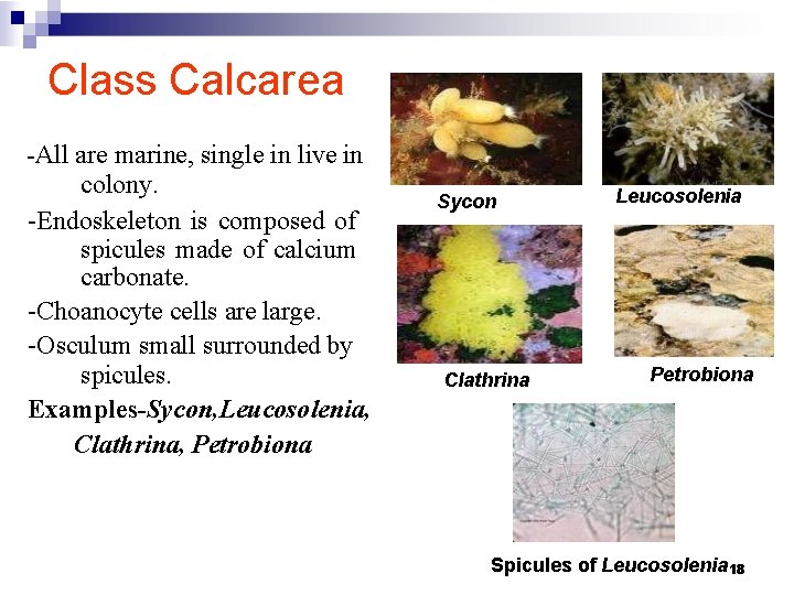 Class Calcarea -All are marine, single in live in colony. -Endoskeleton is composed of