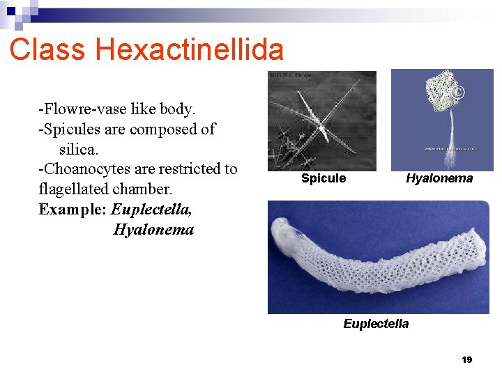 Class Hexactinellida -Flowre-vase like body. -Spicules are composed of silica. -Choanocytes are restricted to
