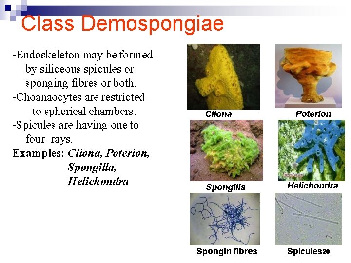 Class Demospongiae -Endoskeleton may be formed by siliceous spicules or sponging fibres or both.